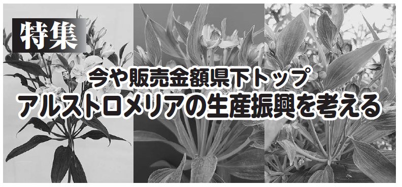 今や販売金額県下トップ　アルストロメリアの生産振興を考える