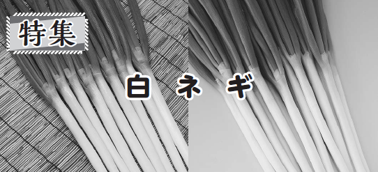 白ネギ