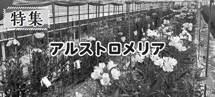 アルストロメリア